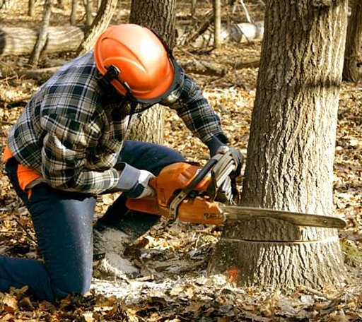 Tree Removal in Byers, KS